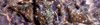 Zobrazit detail vzorku Amethyst