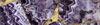 Zobrazit detail vzorku AmethystExtraGold
